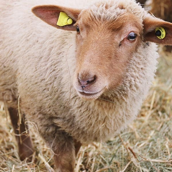 event_slowschaf